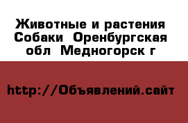 Животные и растения Собаки. Оренбургская обл.,Медногорск г.